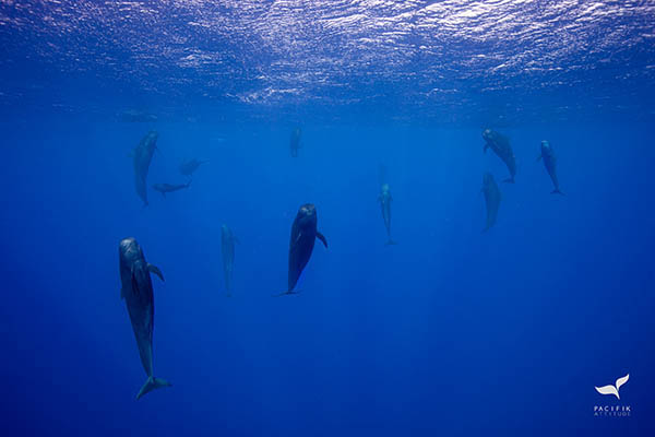 Dolphins watching Moorea