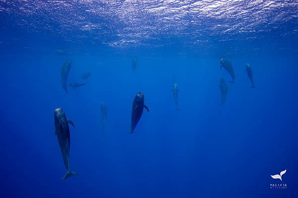 observation baleines à Moorea