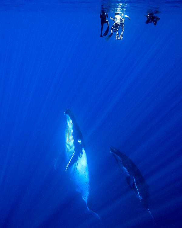 Whales in French Polynesia
