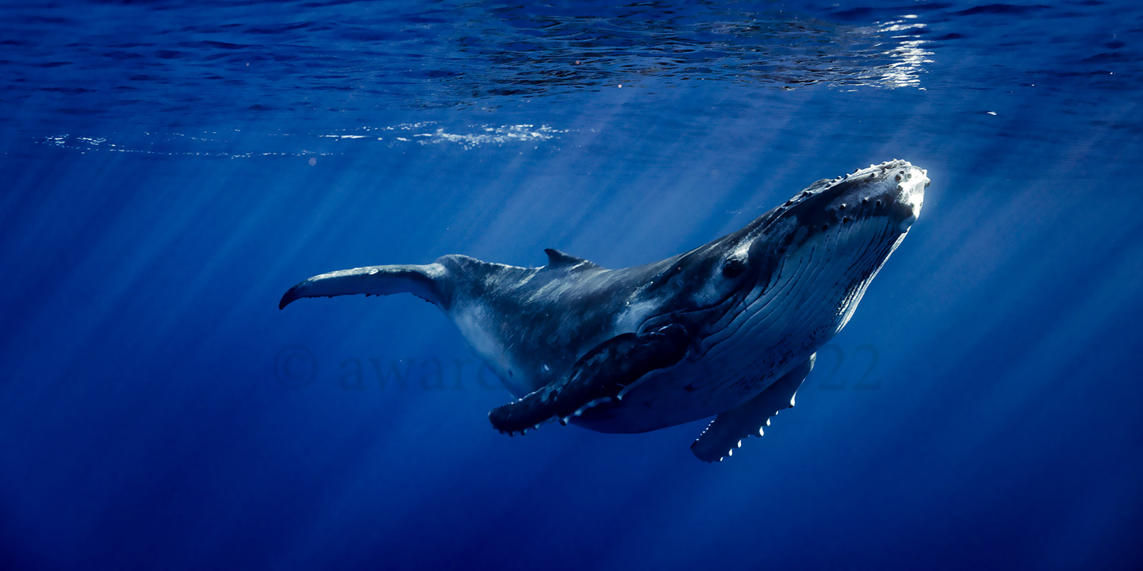 humpback whales Moorea
