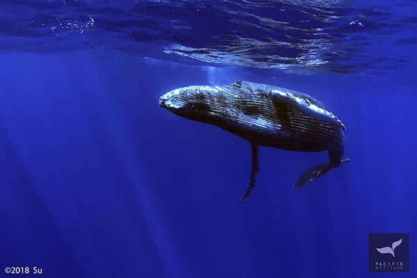 whale watching Moorea