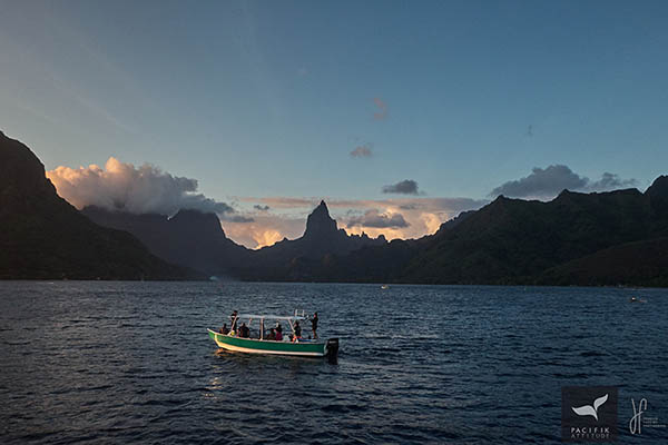 whale watching Moorea