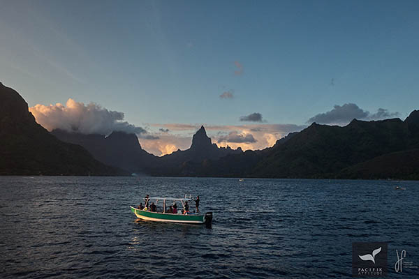 Moorea, baleines