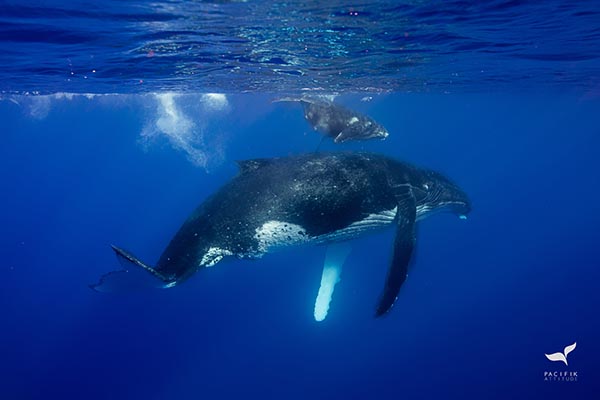 whale watching tour Moorea