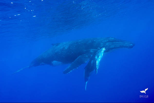 Moorea, baleines