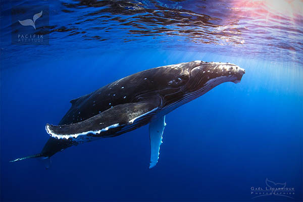 whale and dolphin watching Moorea