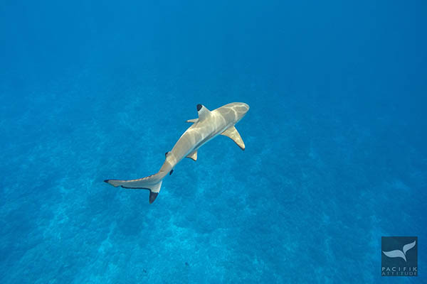 Lagoon Tour Moorea